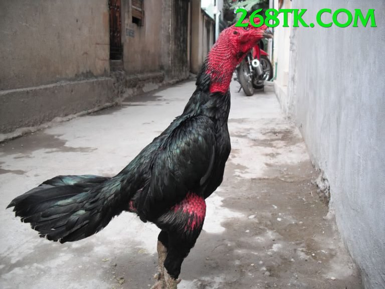 Cách Đọc Kèo Đá Gà